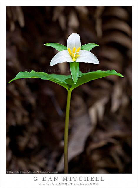 TrilliumSolo20090308