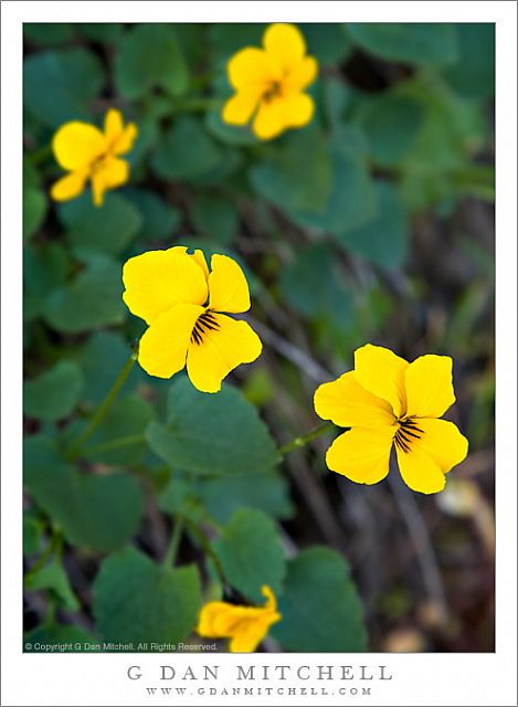 YellowFlowersCalero20080413