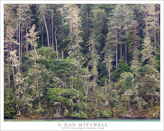 River Bank and Forest