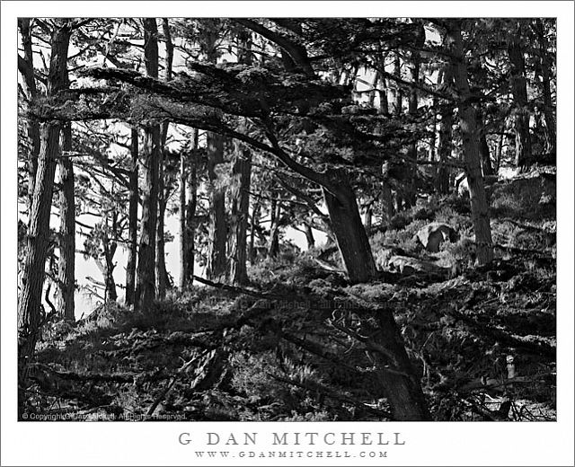 CypressForestHillBW20110108