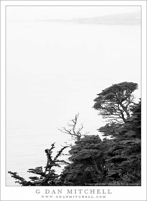 MontereyCypressFogBayBW20100710