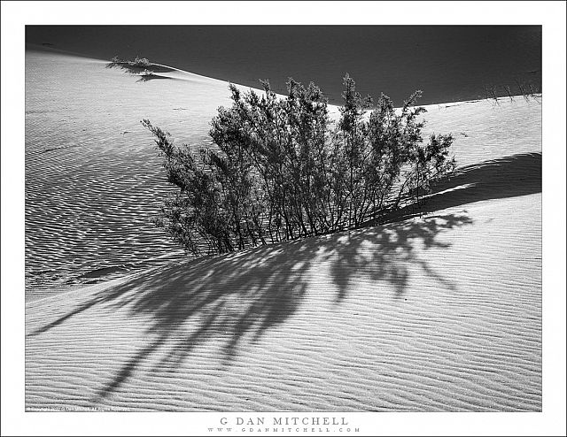 Creosote, Morning Light