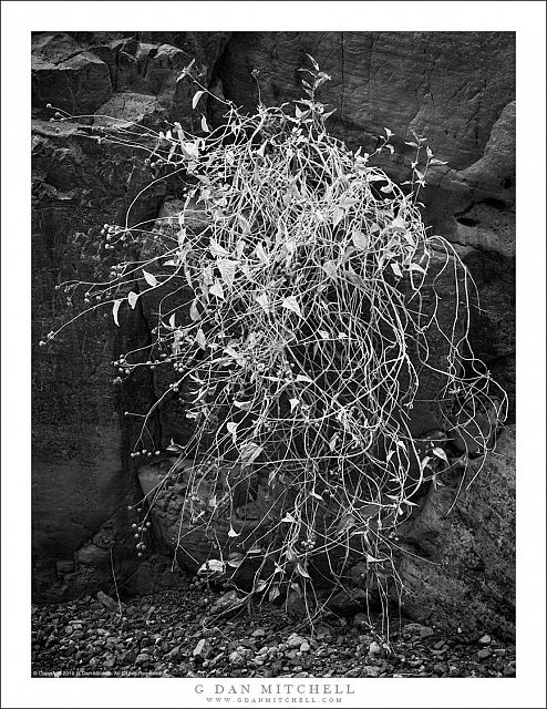 Dormant