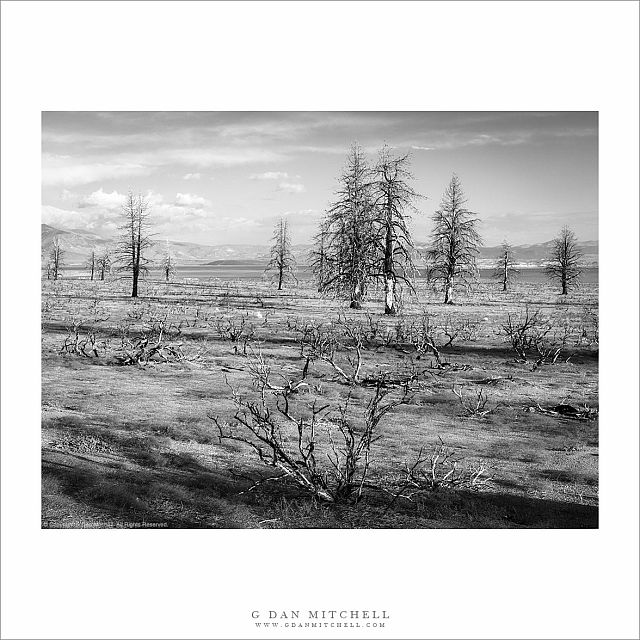 Burned Pines, Mono Basin