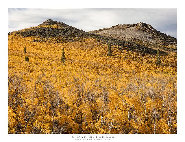 Aspen Forest Mono Basin