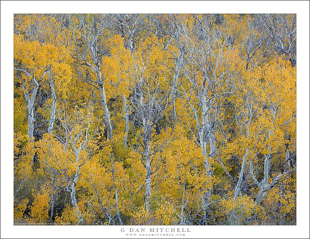 Dense Autumn Aspens