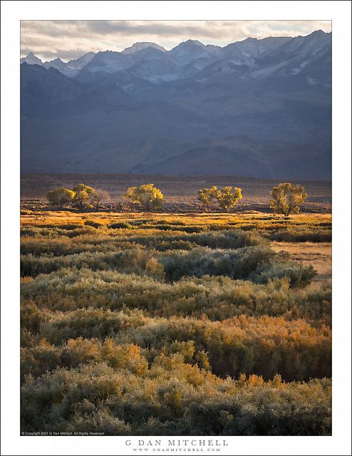 Owens Valley Trees, Sierra Nevada, Evening