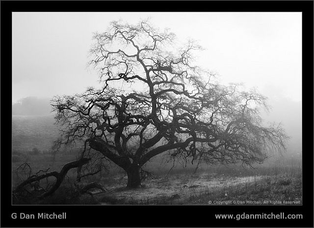 BrokenOakBW20070216