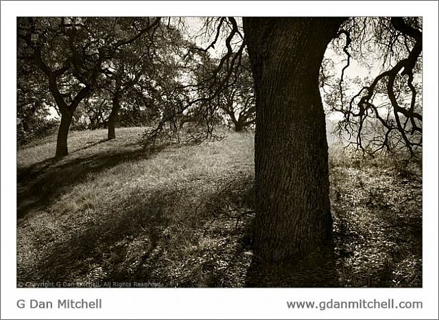 CaleroOakGroveBW2007 11 17