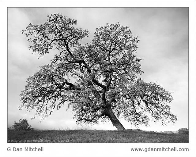 CaleroRidgeOakBW2007 03 18