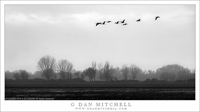 Cranes, Woodland Haze