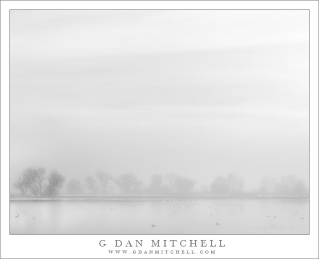 FogTreesPondBW MNWR20140214
