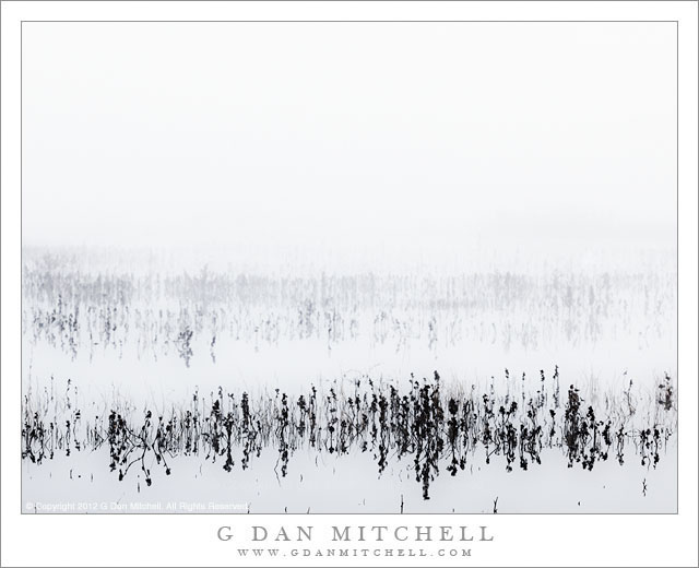 MarshAndFog20121125