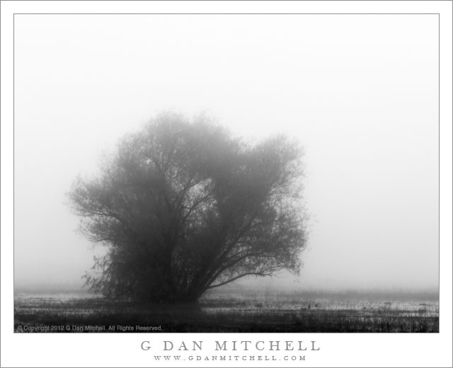 MarshTreeFogBW20121125