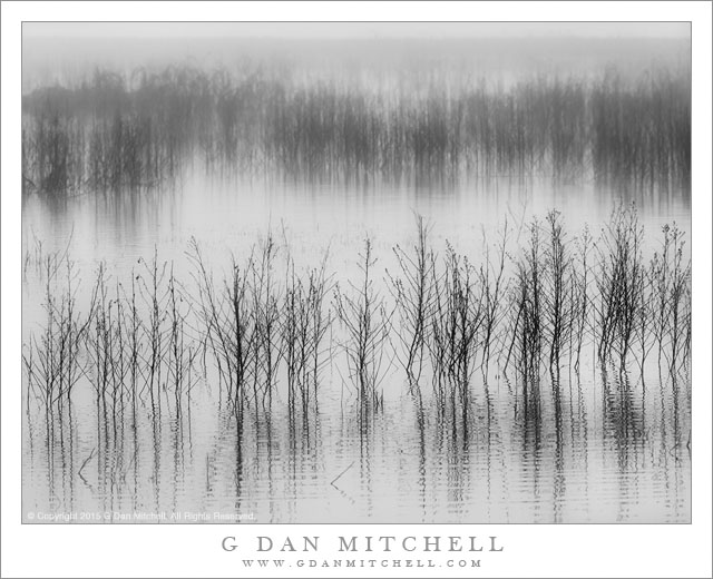 Marsh, Tule Fog