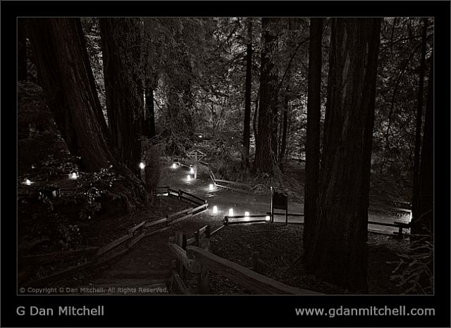 MuirWoodsCandlesBW20071221