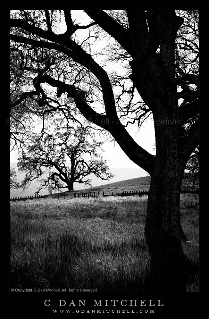 OakFenceMeadowGrantBW20080420
