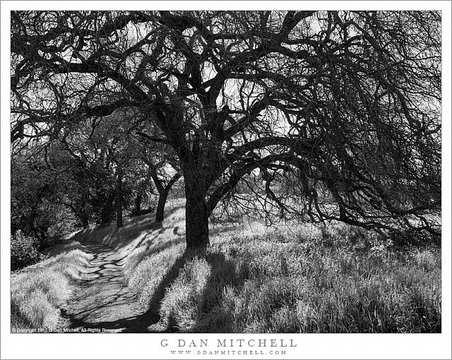 Oaks, Trail, Spring