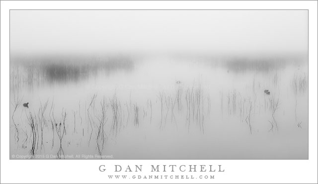 Pond, Winter Fog