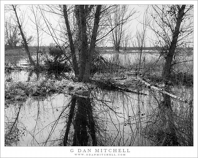 Trees, Marsh, Fog
