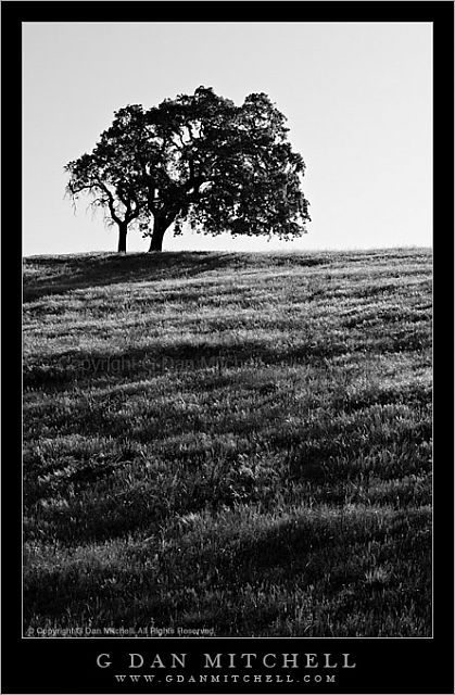 TwoOaksSilhouetteBW20080413