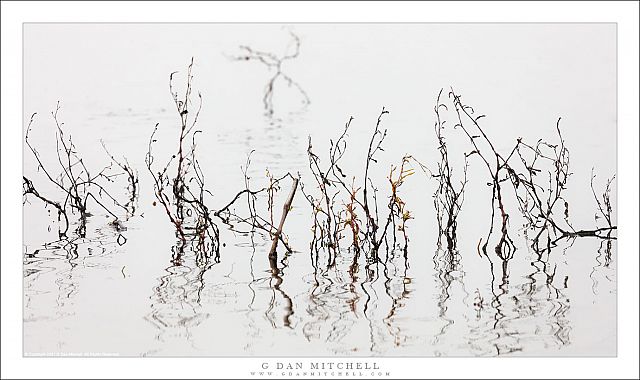 Water Plants