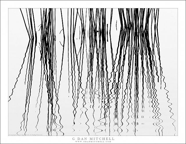 Water Plants