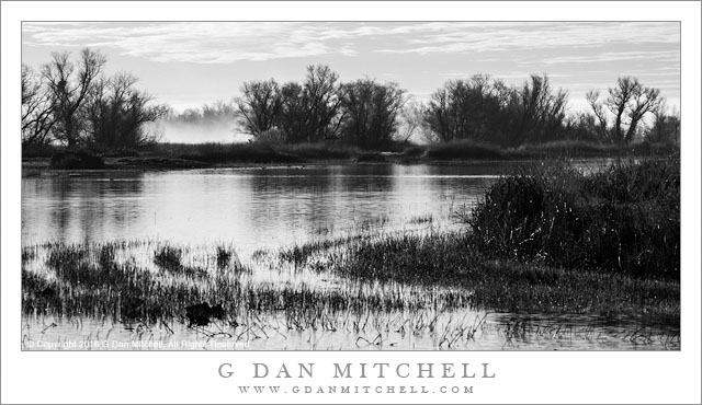 Wetlands, Morning Fog