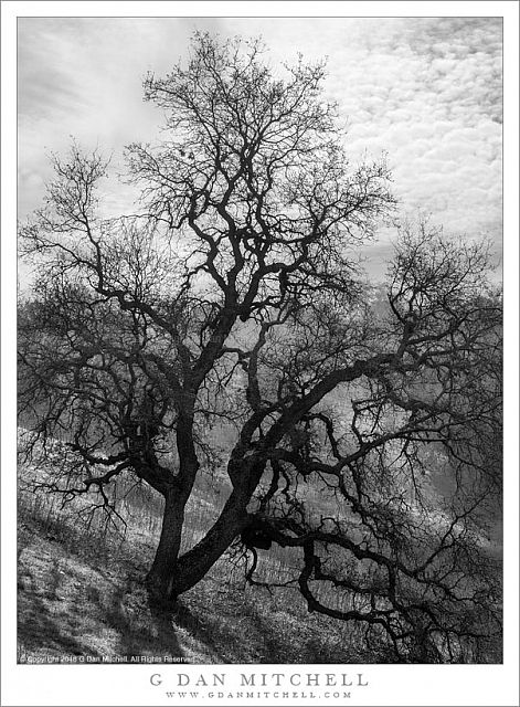Tree, Winter Light