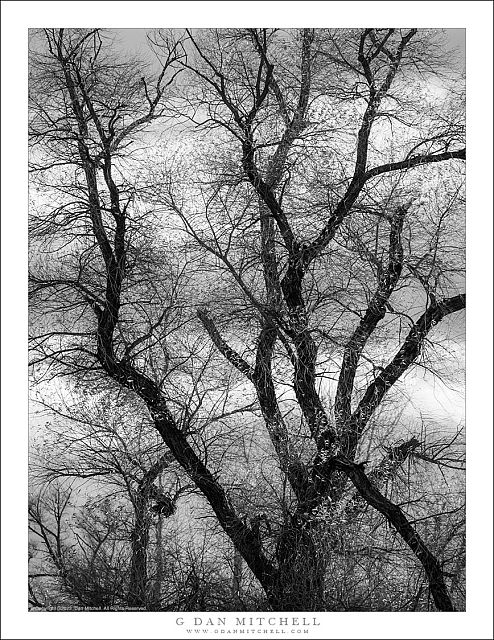 Winter Trees