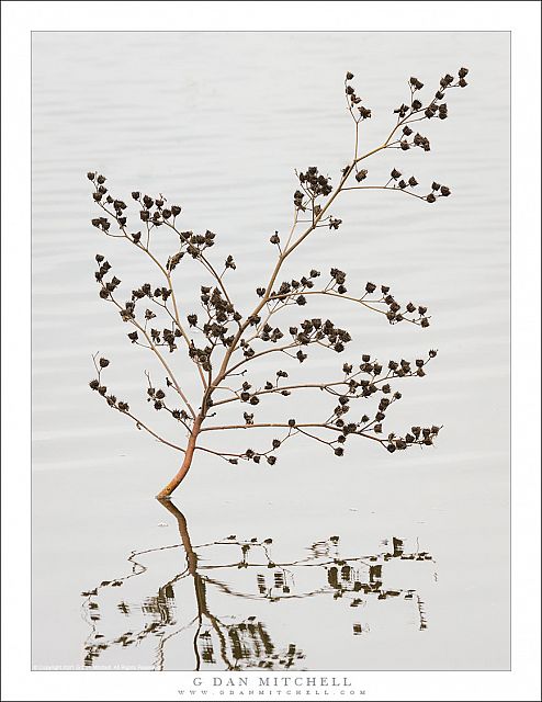 Autumn Plant, Reflections