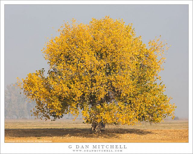 Autumn Tree, In The Light