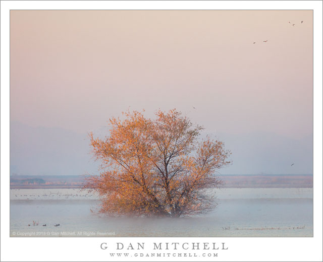 Tree, Wetlands, Morning Fog