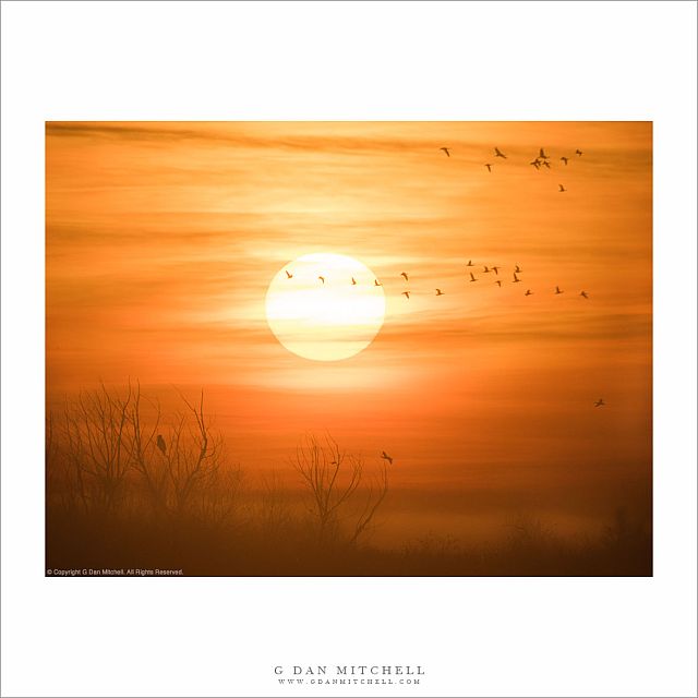 Birds, Rising Sun