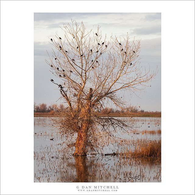 The Blackbird Tree