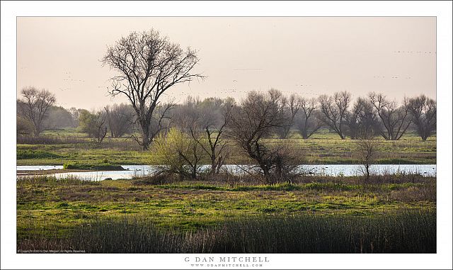 Clearing Fog, Late-Winter Grasslands