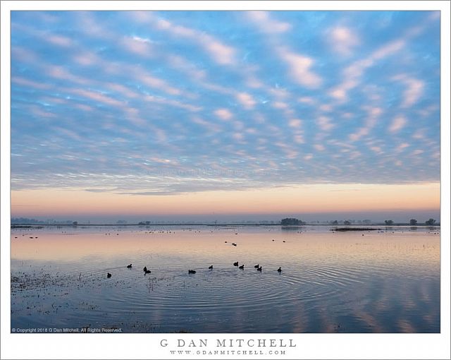 Coots, Pond, Autumn Sky