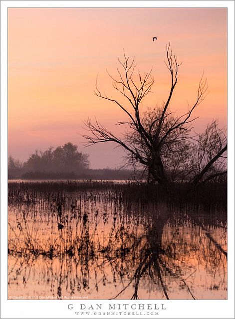 Crane, Tree, Morning Sky