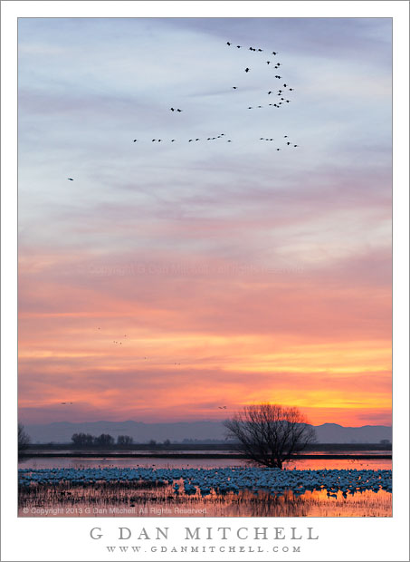 CranesGeeseSunsetTreePool20140101