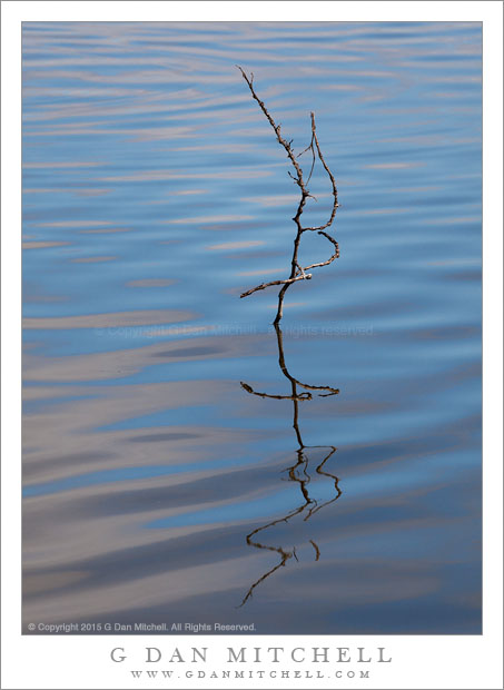 Curving Branch, Rippled Water