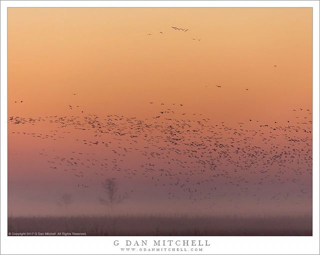 Dawn Birdscape
