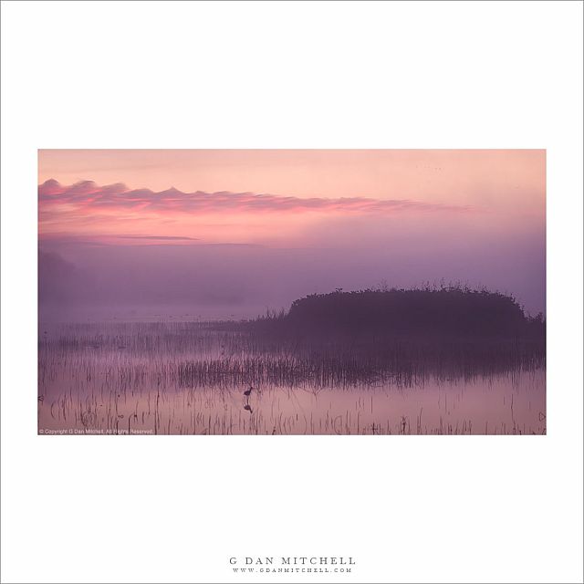 Wetlands, Dawn Light and Fog