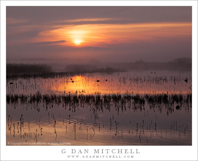 DawnMarshFogMNWR20140214