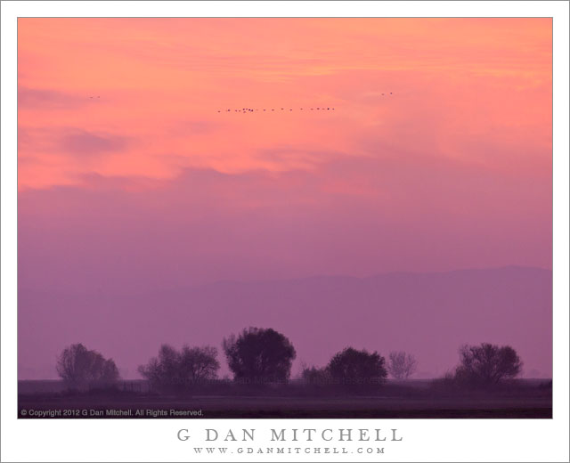 DuskCloudsTreesGeeseCentralValley20121211