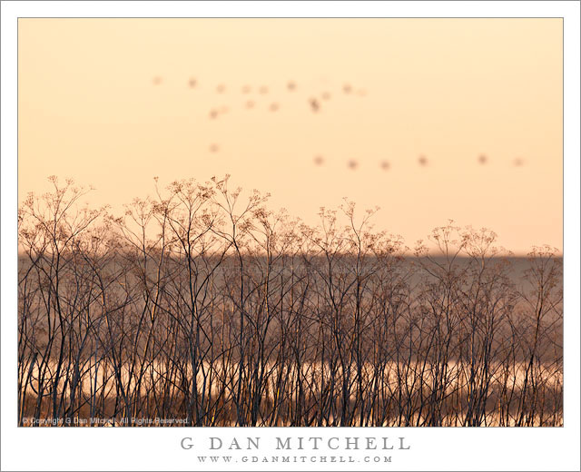 FennelDistantBirdsMorning20120128