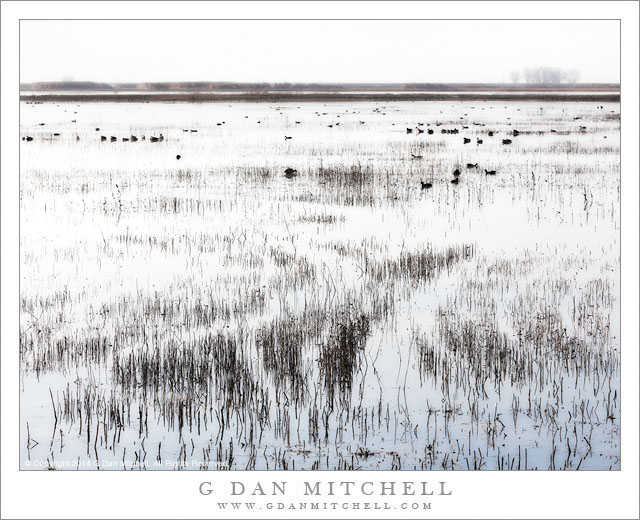 FloodedFieldWinterMOD MNWR20140101