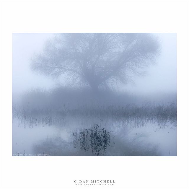 Fog, Tree, And Pond