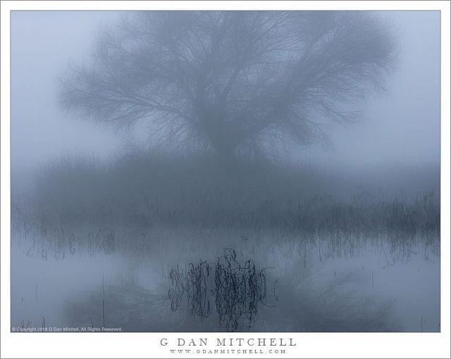 Fog, Tree, And Pond