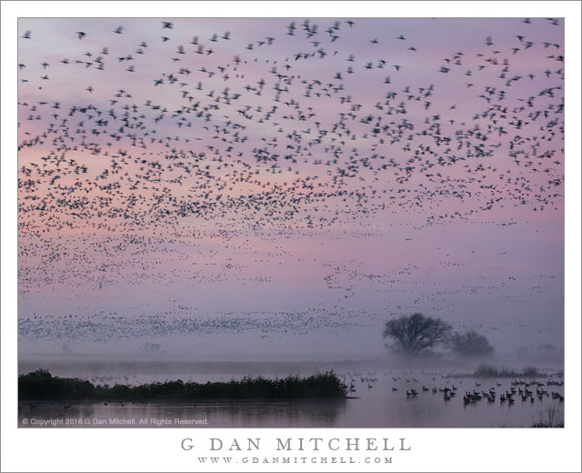Geese, Dawn Sky, Fog