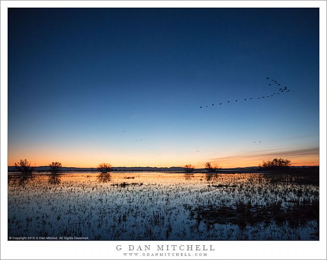 Geese, Wetland Pond, Dusk